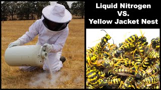 Liquid Nitrogen Is Incredible At Destroying Dangerous Yellow Jacket Hornet Nests Mousetrap Monday [upl. by Anatnahs770]