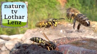 Yellow Jackets paper wasps and bees [upl. by Annayar]