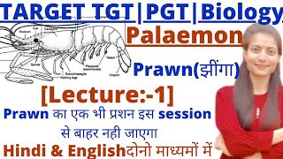 UP TGTPGT BiologyPalaemon PrawnLT GradeGIC biologyMost important session [upl. by Darrell]