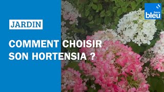 Comment choisir son hortensia  Les conseils de Roland Motte [upl. by Sudnak]