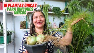 10 Plantas Exóticas Para MiniJardines Urbanos [upl. by Ihcego]