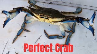 We Finally Caught Some Crabs [upl. by Zel]