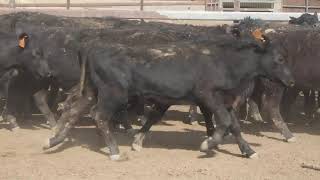 133 YAMMATREE ANGUS WEANER STEERS HGP FREE  AV 2281KG CURFEWED [upl. by Aicele]