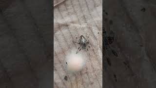 Ჯვრიანი ობობა spider amazinganimals nature caucasus shorts amazing [upl. by Holton405]