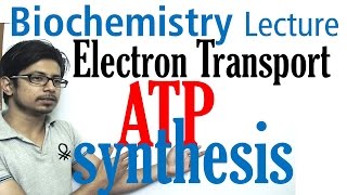 Electron transport chain and ATP synthesis [upl. by Suzann]