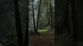 Una passeggiata nella natura nel cuore della foresta [upl. by Herculie]