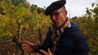 Visiting a prephylloxera vineyard in SaintMont [upl. by Matazzoni]