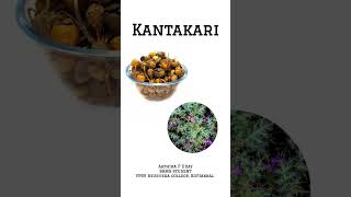 KANTAKARI  Health Benefits  ayurvedicdrugs healthbenefits [upl. by Asillim]