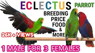 Eclectus Parrot  Price  Breeding  Cage Setup [upl. by Ynnub233]