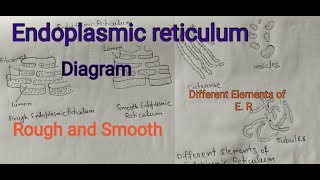 Endoplasmic reticulum  Rough and Smooth Endoplasmic reticulum  easy diagram [upl. by Aivatal128]