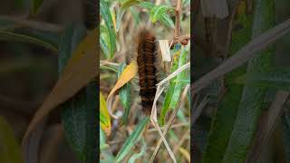 The impossibly furry Fox Moth caterpillar on Sea Buckthorn caterpillar foxmoth furry [upl. by Ttehc]