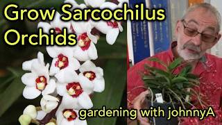 How To Grow Repot and Divide Sarcochilus Orchids  Clive Halls Mt Beenak Orchids [upl. by Helga488]