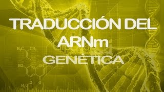 Traducción del ARNm Parte 1  Genética [upl. by Atsok]