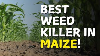 The Best Herbicides for Maize in Kenya  Maize Farming in Kenya [upl. by Cutlor]