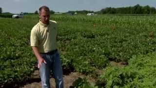 Control of giant ragweed [upl. by Trah]