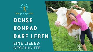 Verliebt in einen Ochsen  Mein Ochse Konrad geboren 2007 hat sein natürliches Ableben [upl. by Malena]