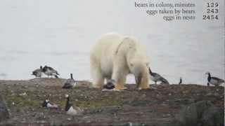 Polar bears go for goose eggs [upl. by Nylra]