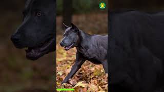 Thai Ridgeback The Rare Guardian Dog Breed Day 2100 shorts [upl. by Moises]