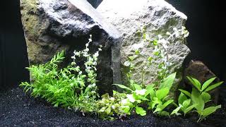 More Plants for Nano Shrimp and Endlers Aquascape 9724 [upl. by Gnak]