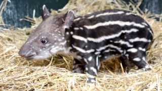 Endangered Tapirs First Words [upl. by Eemaj]