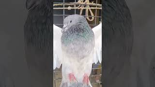 Kabootar marne gulele se viralvideo trending birds pigeon reels [upl. by Anomas]