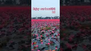 Dekha na dile bondhu❤️❤️ travel explore love nature song sunset newvideo bd [upl. by Anuahsed]