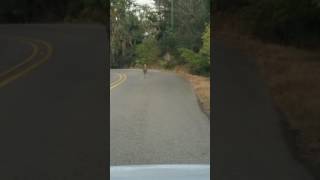 Graceful deer hit by car [upl. by Laurens]