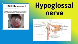 Hypoglossal Nerve  Cranial Nerve 12 Pathway Nerve Lesion [upl. by Wu]