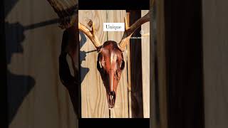 Walnut Stained Euro Mount euromount deerskull skullcleaning antler [upl. by Chuck73]