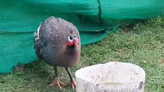 Pet paradise catslover petparadise guineafowl villagelifebirds [upl. by Minda]