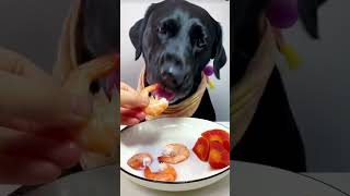 Vegetarian Dog 🐶🐕 dog minipets cute funny cutepet cuteanimal cutemini cutepuppy tinypets [upl. by Arodoet763]