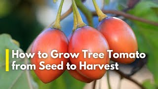 How to Grow Tree Tomato From Seed to Harvest  Tree Tomato Farming in Kenya  Tarmarillo Farming [upl. by Hailat]