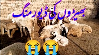 deworming in sheep I Complete Tips and Formula I kajla sheep farming in pakistan [upl. by Anitreb627]