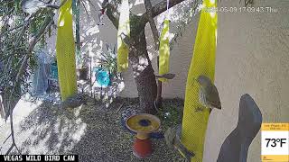 Vegas Wild Bird Cam Live Stream  05092024 [upl. by Selway]