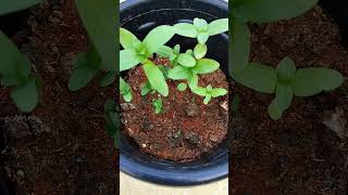 Growing Zinnia Flower Plant in Terrace Garden shorts garden flowers zinnia youtubeshorts [upl. by Jeconiah988]