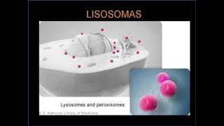 Lisosomas estructura y función Digestión intracelular [upl. by Marsden]