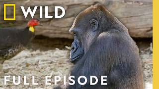 Turkey Takeover Full Episode  Secrets of the Zoo Down Under [upl. by Shoifet]