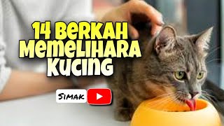 14 BERKAH MEMELIHARA KUCING [upl. by Dimitri]