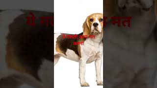 Beagle dog full video dehko 😱😱😱 [upl. by Enileuqkcaj279]