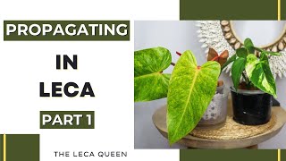 Leca Propagation Made EASY Beginners Guide Pt 1 [upl. by Rellek96]