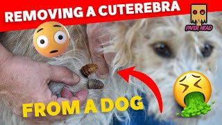 Remove Botfly from Dog [upl. by Esinehc]