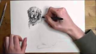 How to Draw a Realistic Dog Step by Step [upl. by Ihteerp523]