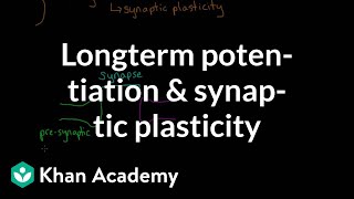 Long term potentiation and synaptic plasticity  Processing the Environment  MCAT  Khan Academy [upl. by Alburg152]