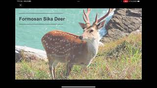 Formosan sika deer [upl. by Toney]