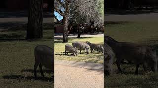 Waterberg Camp NWR [upl. by Hgierb50]