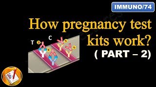 How pregnancy test kits work PART II FLImmuno74 [upl. by Eceinwahs]