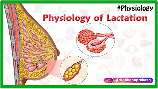 Physiology of Lactation Animation [upl. by Nnylatsyrk]