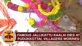 Famous Jallikattu Kaalai dies at Pudukottai Villagers worried  Thanthi TV [upl. by Akimrej]