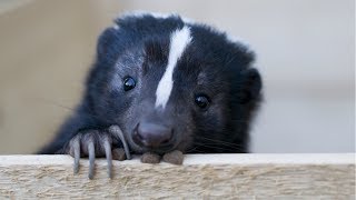 Skunk  A Cute Skunk And Funny Skunks Videos Compilation  NEW HD [upl. by Ayr]