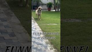 Funnier sufia tibetanmastiffpuppies dogbreed mastiff love mastifflovers tibetan [upl. by Millham529]